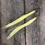 "HoopWest" Pale Yellow Earrings